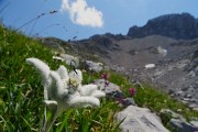 05 Leontopodium alpinum (Stella alpina) verso il Passo di Corna Piana con vista sui contrafforti nord Arera